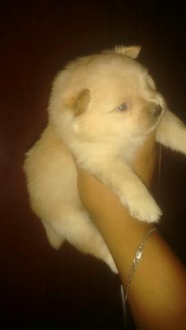 Spitz alemão anão macho