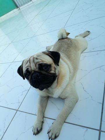 Vendo pug: garanhuns