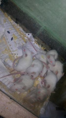 Vendo ratos twister brancos