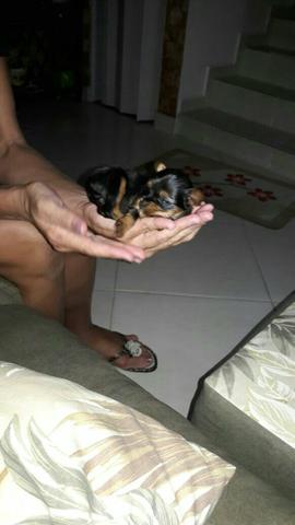 Yorkshare e Shih tzu Para Presentear quem você ama