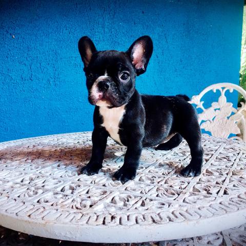 Bulldog francês fêmea preta