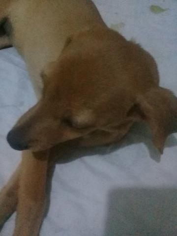 Vendo por 150 reais pinscher
