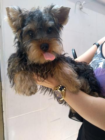 Yorkshire macho com seis meses e pedigree