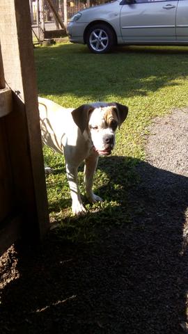 Cachorra bull -dog campeira