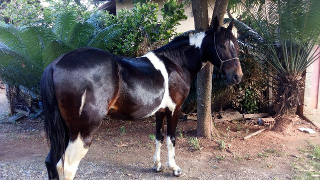 Campolina Castrado Marcha Picada