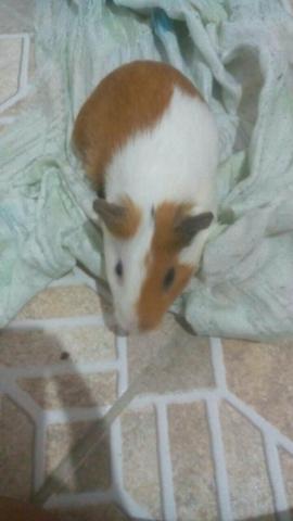 Estou doando esse porquinho da india