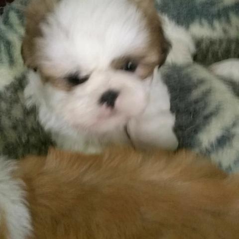 Shih Tzu