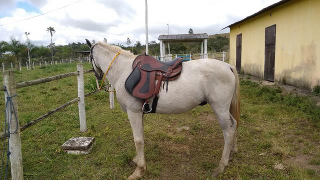 Vendo Cavalo Mangalarga barato