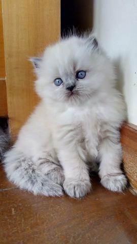 Gatinhos Persa Himalaio