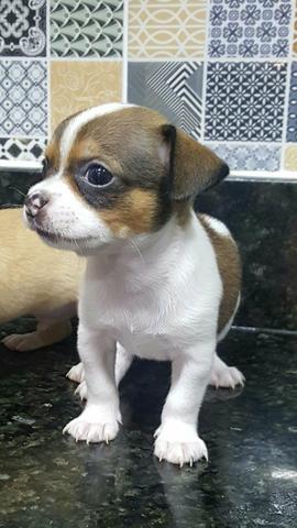 Linda fêmea de chihuahua a Venda