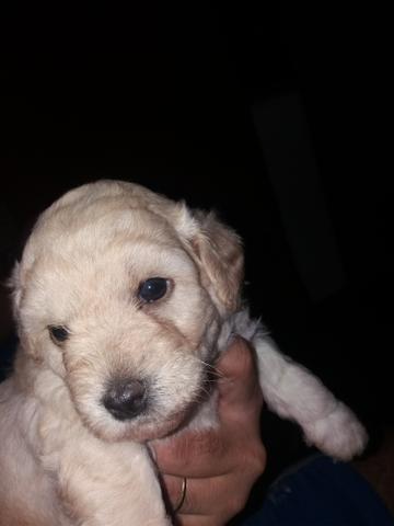 Poodles com 32 dias