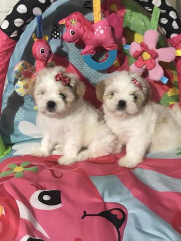 Promoção fêmeas de lhasa apso