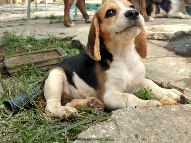 Beagle femea com pedigree opcional