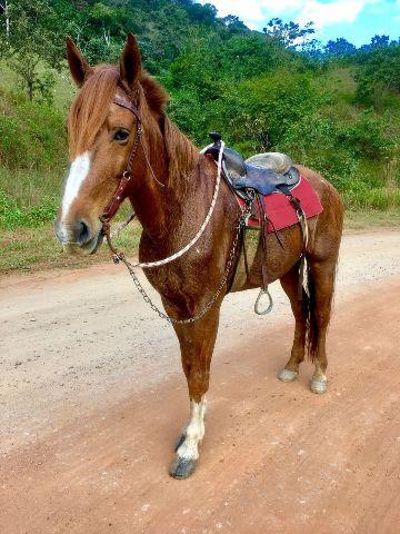 Cavalo Mangalarga