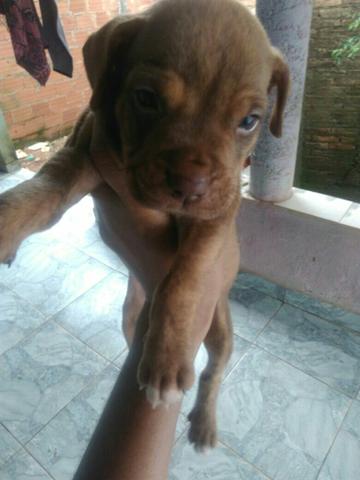 Pit bul red nose