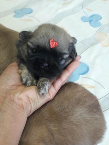 Shihtzu fêmea pra reserva