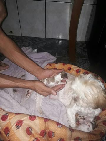 Shitzu fígado dos olhos claros