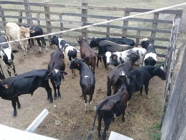 Vendo 12 bizerros a R$  a cabeça