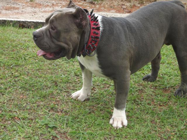 American Bully