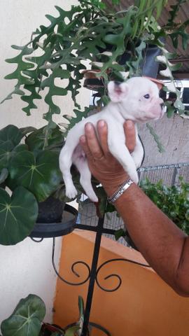 Bulldog frances