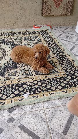 Cachorro puldo femea