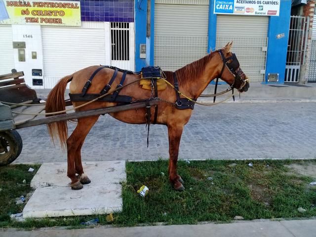 Cavalo de carroça