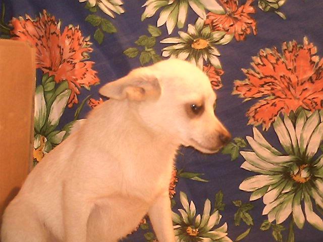 Chihuahua branco perolado pelo curto