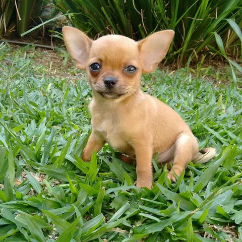 Chihuahua macho pelo curto