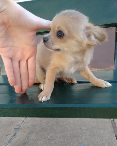 Chihuahua mini macho pelo longo