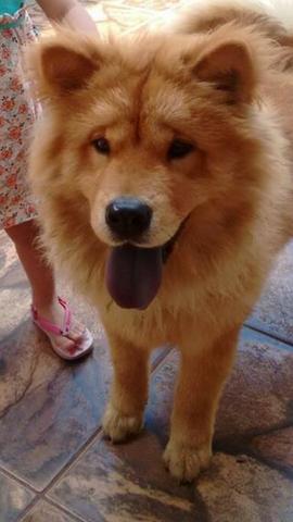 Chow-chow macho 8 meses
