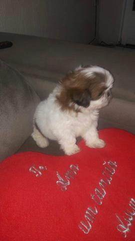 Lindo Machinho shitzu micro 450