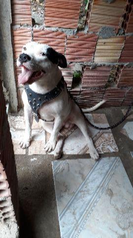 Pitbull/dog argentino 1,6mes vacinação completa