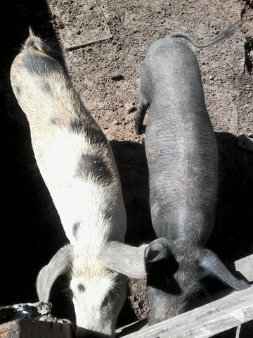 Porca/porco/cabras