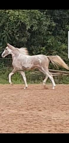 Potra mangalarga bragada