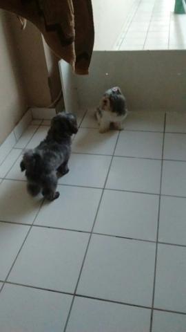 Shitizu macho, apto para cruza