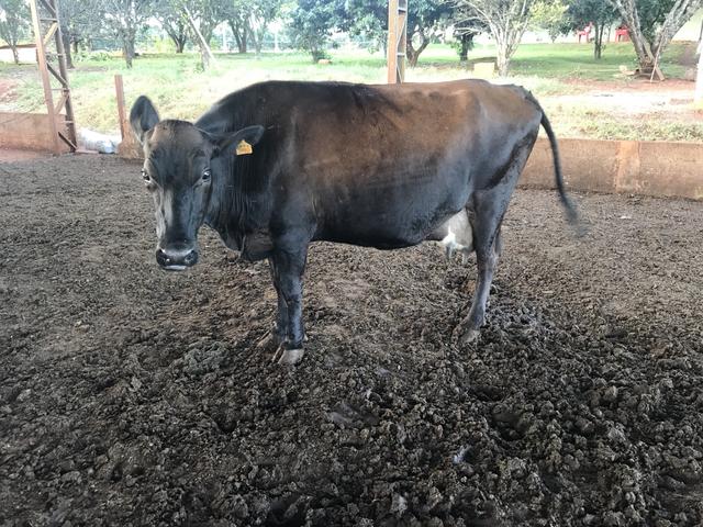 Vaca Jersolanda