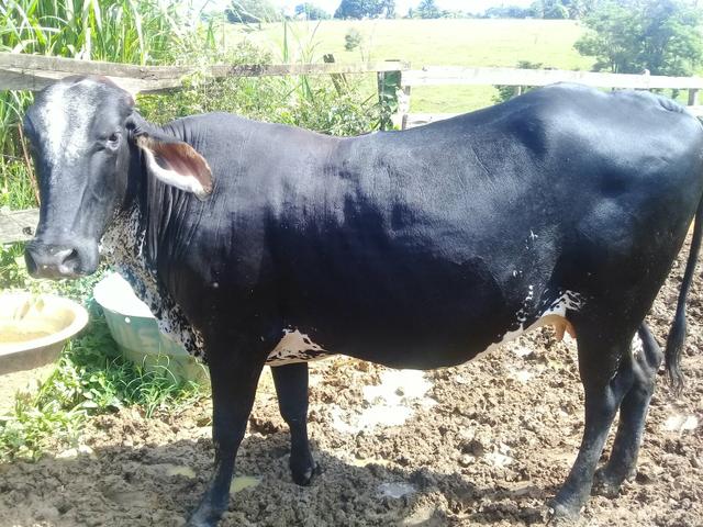 Vaca de Leite