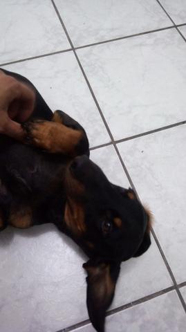 Vendo cachorro salsichinha