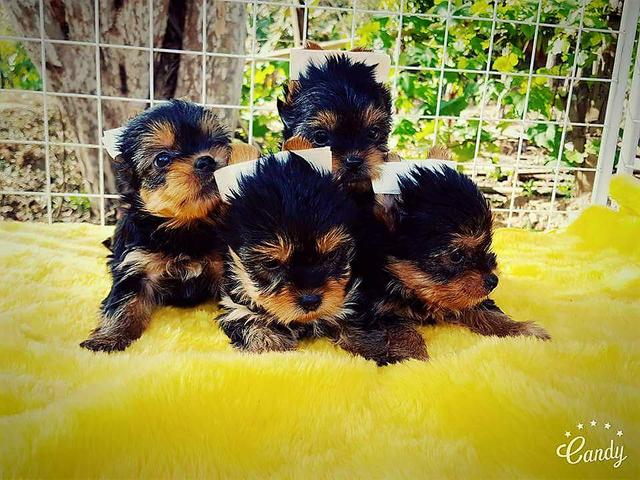 Yorkshire Fêmea linhagem de campeões