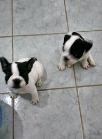 Bulldog frances femeas