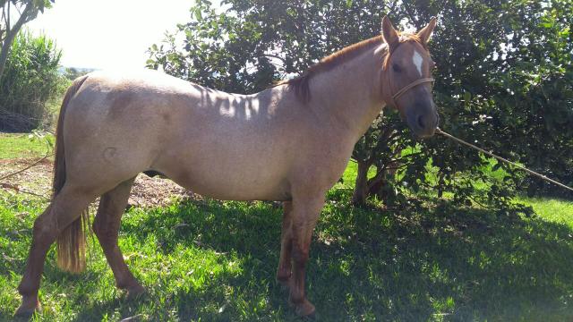 Cavalo Crioulo Castrado