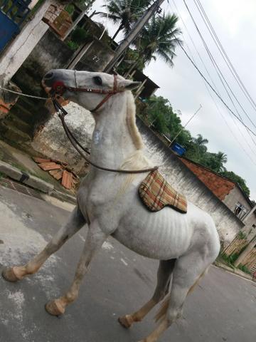 Cavalo pampa d'água