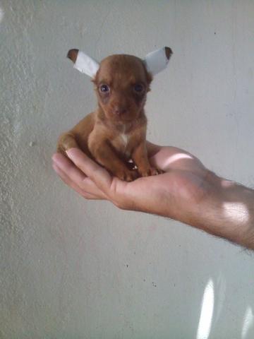 Pinscher femea 00 cor chocolate vacinada linda