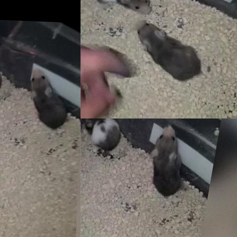 Ultima fêmea de hamster sirio