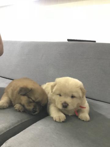 Vendo macho chow chow pelos claros