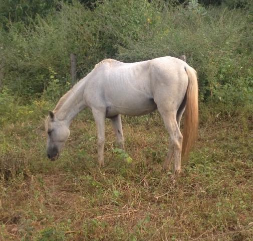 Égua Barata - Oportunidade