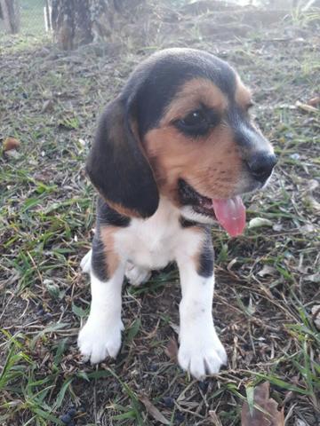 Beagle com pedigree