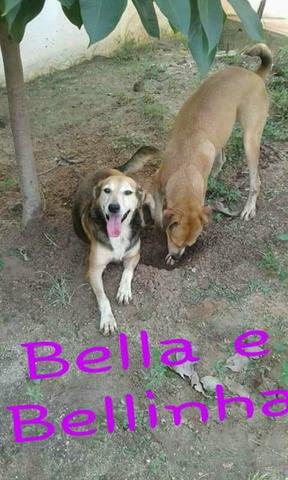 Bella e Bellinha para adoção