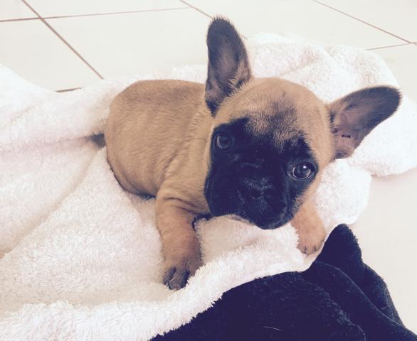 Bulldog francês fêmea com pedigree