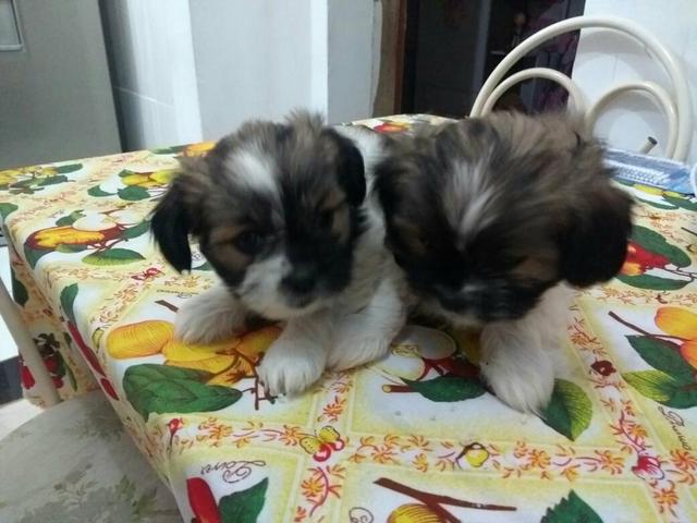 Casal de Lhasa Apso os 2 por 800